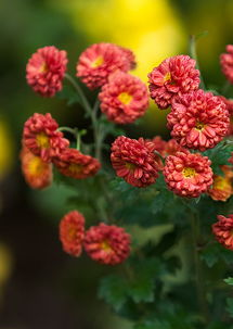 向老鳥學(xué)習(xí)學(xué)習(xí) 也拍拍菊花專輯 zmf老驥伏櫪